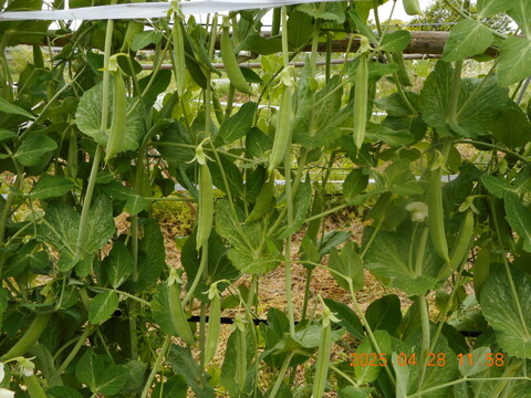 予約販売

自然農栽培のエンドウ豆セット　（スナップエンドウ、大サヤエンドウ、碓井エンドウ、そら豆）など。