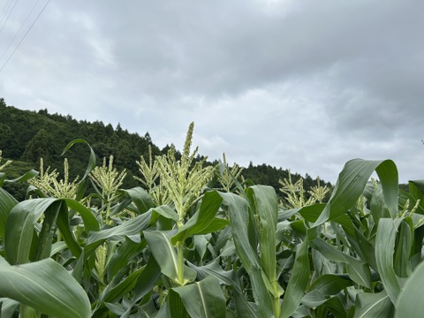 1【畑から直送】白雪姫ML16本　農薬化学肥料不使用 鹿児島県産スイートコーン 3【畑から直送】白雪姫ML16本 農薬化学肥料不使用 鹿児島県産