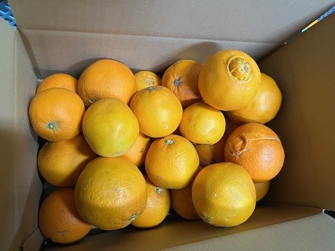 三ヶ日ネーブル（家庭用）約3.5㎏