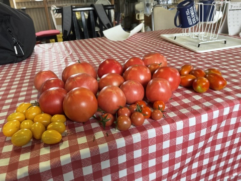 てんとうむしの色々トマト4キログラム以上