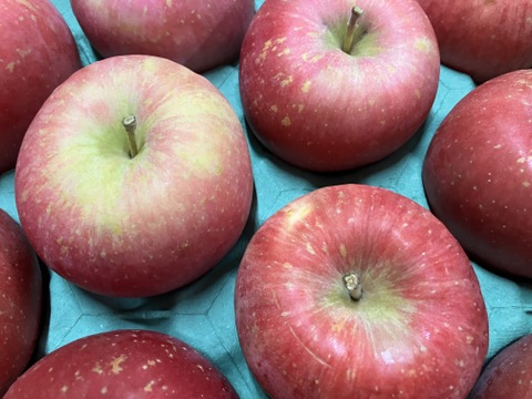 青森県産りんご 「早生ふじ（弘前ふじ）」家庭用 キズ有 約5kg