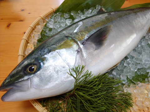 養殖ブリ1尾入り(神経締め付！)