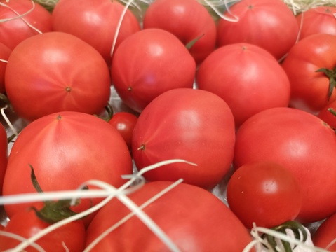 ★平均糖度10.5度！★完熟★名水育ち★究極のフルーツトマト「海部川のしずく」1.4kg(10〜35個)　品種は驚きの桃太郎！