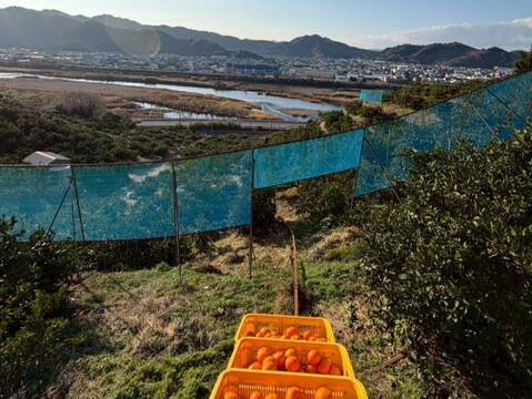 本物をお得に！ 木成り完熟🍊ご家庭用 有田みかん【サイズ混合・5kg箱】