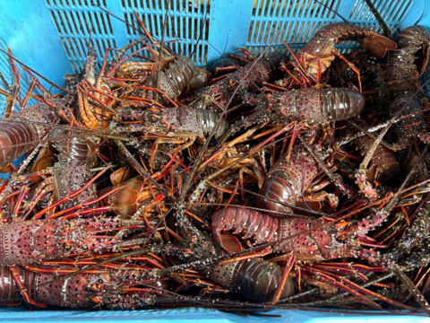 五島列島産 伊勢海老 1kg