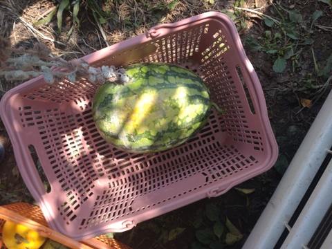 【単品🏣ゆうパック】スイカ🍉俵型☆大玉☆Ｌサイズ☆訳アリ☆農薬、除草剤、化学肥料不使用🏣ゆうパック100サイズ☆一点もの