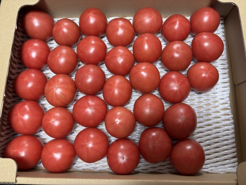 【すぐに出荷】【旨トマト3kg】お買い得☆ジューシーで旨味あるトマト！サラダやパスタにも！（２０～４５玉）