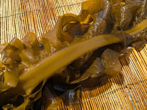 【希少！天然物！】山陰産「生１本ワカメ」※めかぶ・茎 付き　1kg