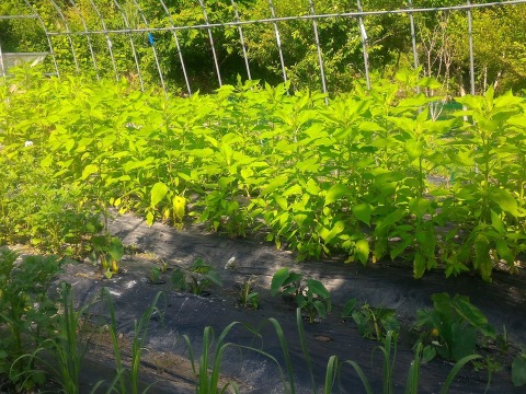 観賞用 花 植物 キクイモ きくいも 菊芋 ３号 ９cm ポット 内容量３ヶ 抜き小苗 高さ10cm以下 岐阜県産 食べチョク 農家 漁師の産直ネット通販 旬の食材を生産者直送