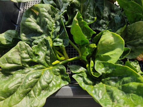 ✨【農家厳選】瑞々しさが自慢。毎日使える旬の野菜詰め合わせ（4～5品）✨