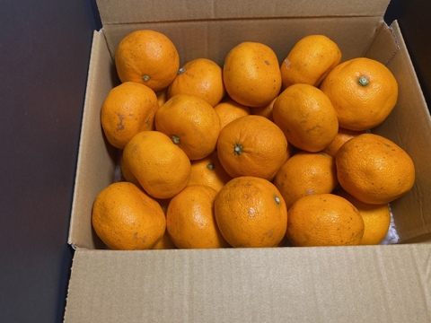 【訳あり】シワでも甘い！小さなせとかで広がる幸せ便2S・3S混合パック🍊