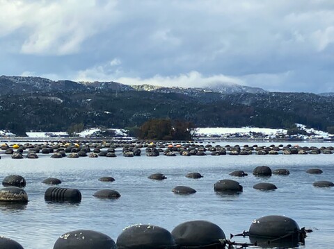 訳あり小粒　殻付牡蠣　　能登産　　約 4 kg（約35～55個)   加熱用