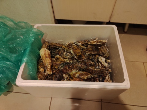 バラ牡蠣　 生食可　10kg （80個から100個くらい）