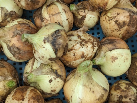 《バリうまっ！》こばさんちの玉ねぎ２KG 五島列島産 自然農業での栽培