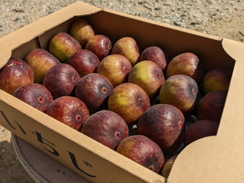 【終了間近】福岡県限定生産　糖度平均18度越え！ じぃじのいちじく・秋（とよみつひめ 約1.2kg）【18〜30個】