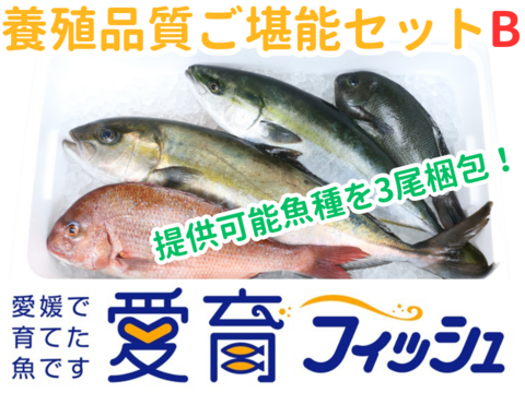 【こもこもShop品質ご堪能セット】養殖品質ご堪能セットB（3尾入）/箱