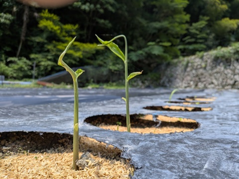 限界集落栽培　 農薬未使用ひね生姜4ｋg　 しまんとから！