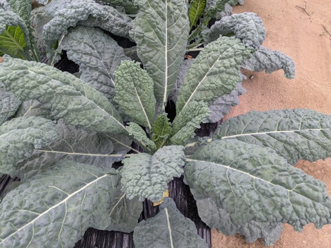 栽培期間中、農薬・化学肥料不使用！ディノケール（カーボロネロ）3000ｇ