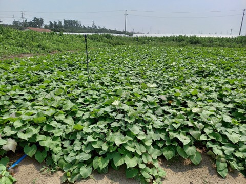 干し芋。平干し2個+丸干し(半丸干し)2個+焼き芋平干し芋2個+スティック2個セット。