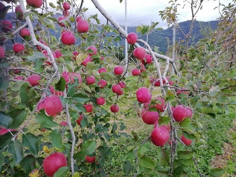 【色も味も濃い！】シナノホッペ　家庭用　3キロ　JA基準より60％減の低農薬栽培