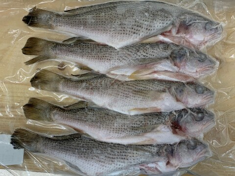 特別価格 鮮魚３種セット イシモチ 小サバ ニベ 千葉県産のその他魚 食べチョク 産地直送 産直 お取り寄せ通販 農家 漁師から旬の食材を直送