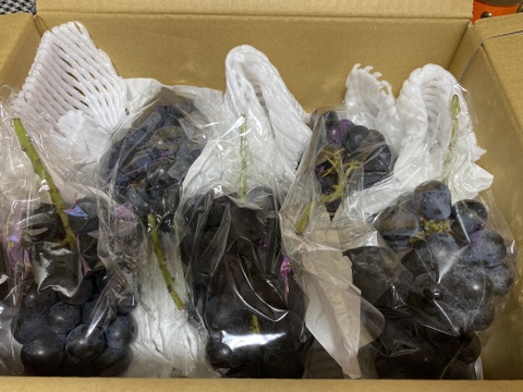 訳あり　ナガノパープル　2キロ