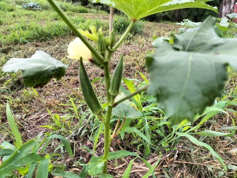 《自然栽培》夏秋　旬の手作り野菜セット【８種類くらい】