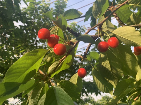 ♡350g★名和果樹園の希少！贈答用秀品やまがた紅王大粒2L【常温便】山形県東根市産ギフトさくらんぼ【話題の甘い新品種】★産地直送お取り寄せ通販★予約商品【父の日ギフト】（遅めの父の日）