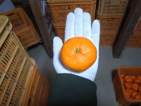 蔵出し貯蔵晩生みかん
(2Lサイズ9kg・約60〜70個)