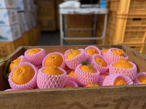 2026年収穫　大ぶり果実の瀬戸内　傷ありご家庭向け　しらぬい 4kg