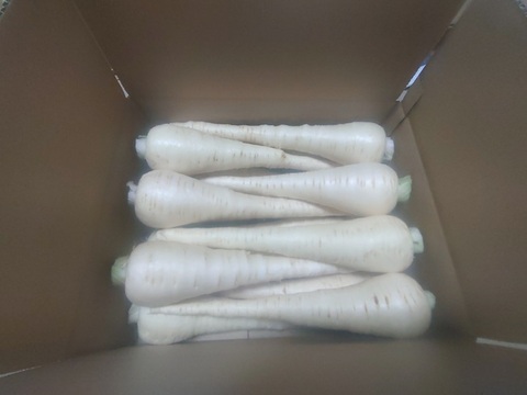 【3kg】パースニップ（Parsnip）1本当たり150g～300g
