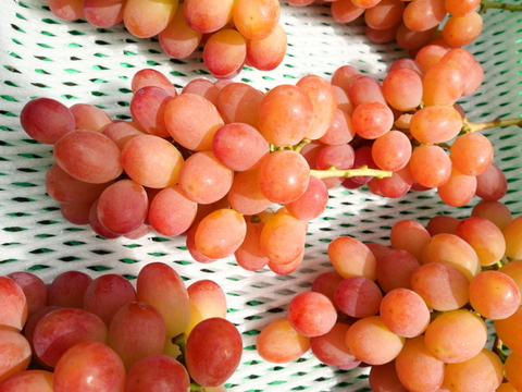 ぶどう家族 粒ギフト とっておき｜3品種食べ比べ（600g）：山梨県産の