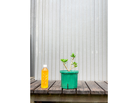 オリーブ 鉢植え ペンドリノ｜育てやすい シンボルツリー・盆栽にも最適　5
