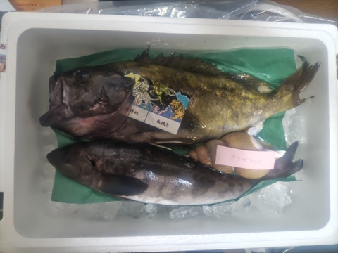 【知床羅臼直送】 2kgアオゾイ(クロメヌケ)神経締め オマケ付き