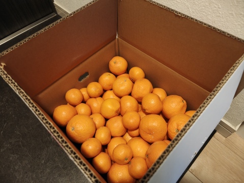 樹になったまま、色づいた　宮川早生みかん（無選別無階級2級品）　９K入り