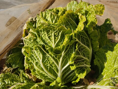 ✨農薬・化成肥料不使用の新鮮白菜「魂の白菜」特大サイズ×1玉+下仁田ネギ+旬のお野菜✨