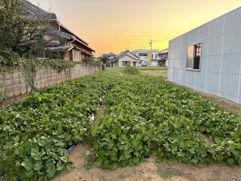 【初出品価格】強い甘みとねっとり感！さつまいも『紅はるか』５キロ　★農薬不使用＆無肥料栽培★　愛知県「渥美半島」産