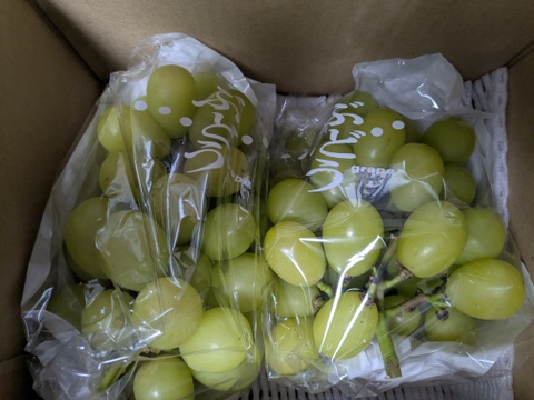 【訳あり1】シャインマスカット2房(約1kg)