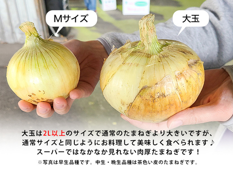 【大玉/20kg】淡路島産たまねぎ 特別栽培 兵庫県認証食品 レシピ付き！
