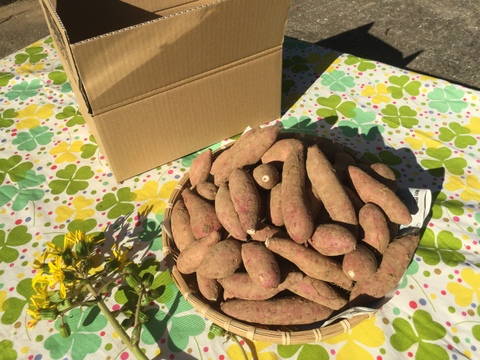 《オーブントースターで焼き芋向き》おチビ安納芋2kg【長崎五島産】
