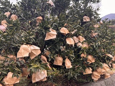 [発送開始！] 愛媛県産 せとか 家庭用 5kg