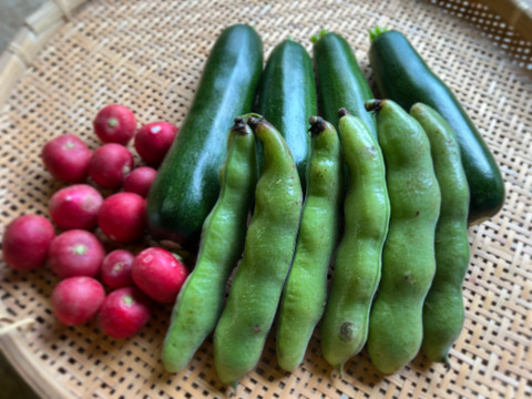 初夏の旬！🫛✨オーガニック空豆　2kg 
Organic Fava beans 【有機JAS認証取得】
