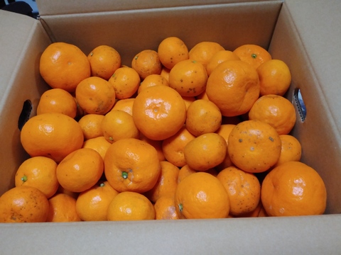 【訳あり】完熟早生みかん　１０㎏