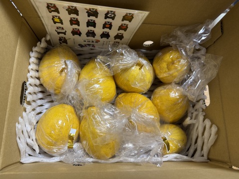 １０箱限定レモン🍋りのか🍋２キロ