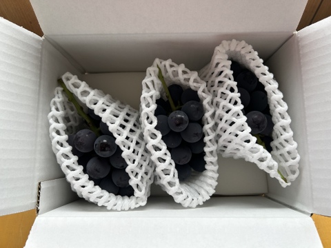 山梨県勝沼産　間違いのない甘さ！巨峰