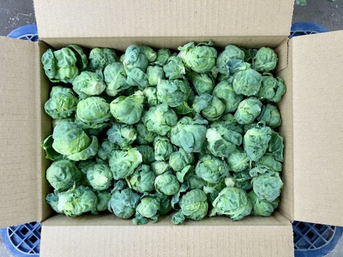 【鹿児島産】甘塩芽キャベツ箱込み2キロ^_^