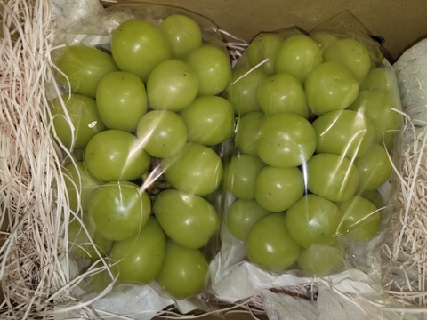 甘くてスッキリ【長野県産 シャインマスカット】900g～1kg