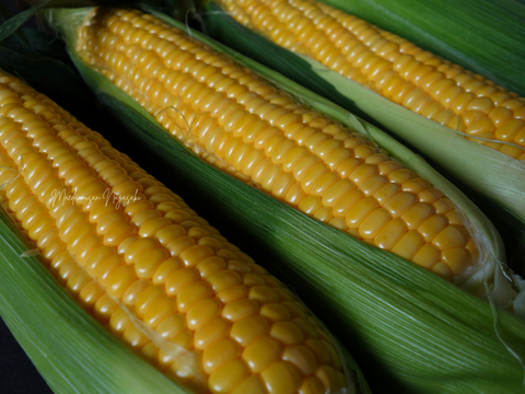 高糖度スイーツコーン２kg　島原湧水育ち　甘いとうもろこし