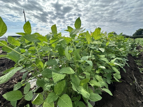 ⚠️今季ラスト⚠️🎵やめられない、止まらない、枝豆🫛🎵
【不揃い品】大人のおつまみに‼️お子様のおやつに‼️
良質なタンパク質や、鉄分が豊富なため夏バテ対策にもおすすめ🌟