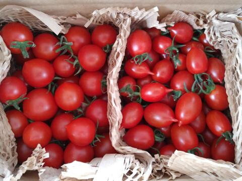イスラエル品種のトマト2種と新玉ねぎセット★合計2kg
